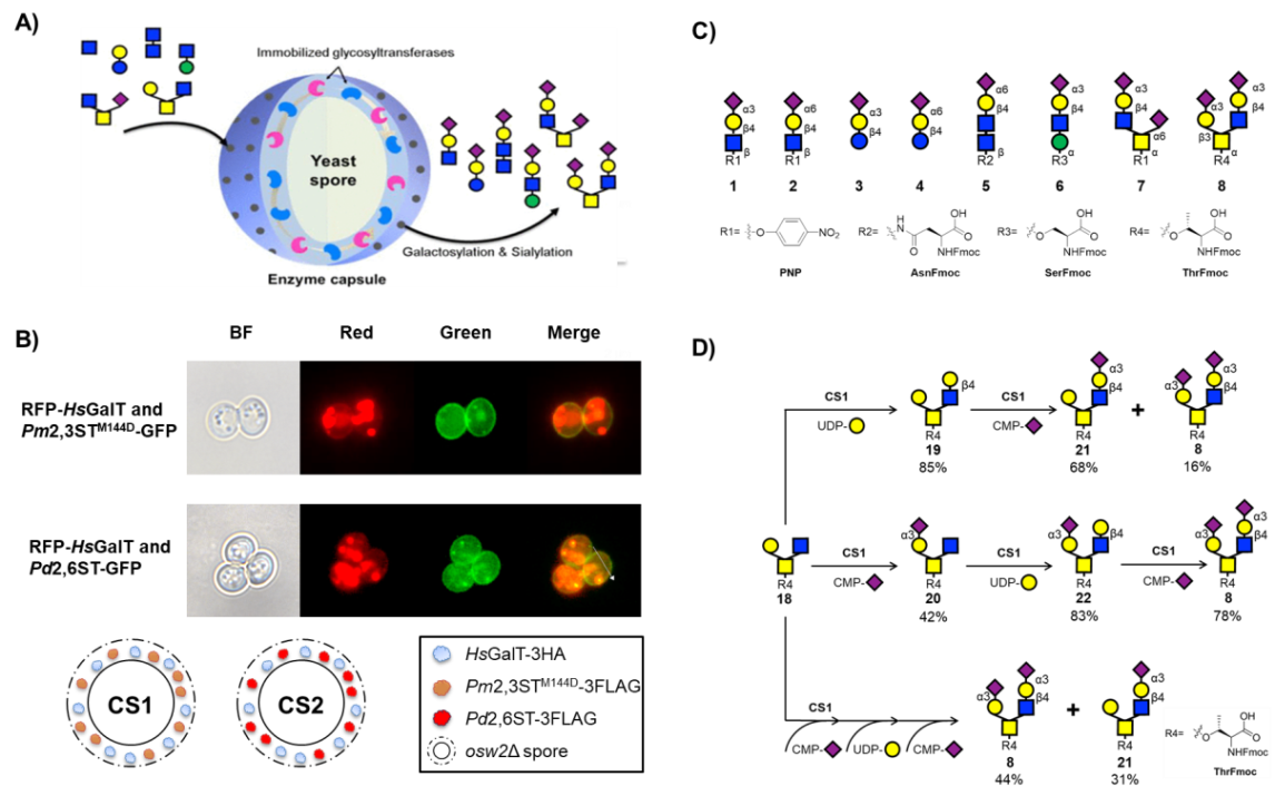 http://biotech.jiangnan.edu.cn/__local/5/78/54/18A51F196E6E69C90A3881CEB60_4F9E33AB_6F09B.png