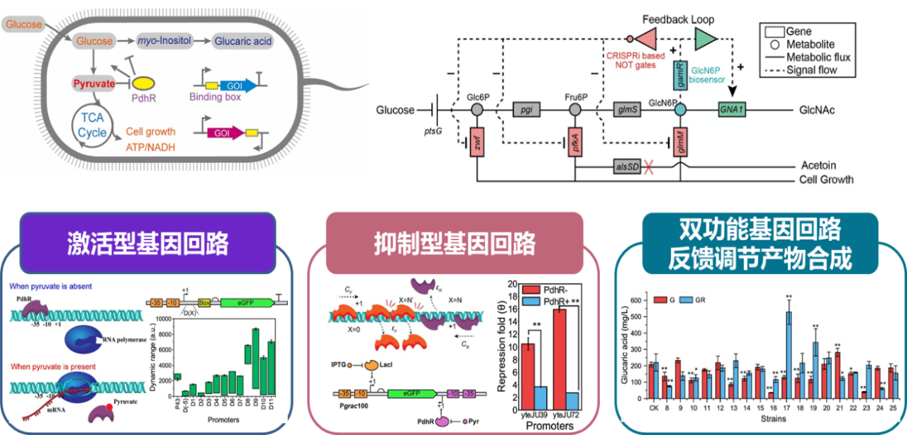 http://biotech.jiangnan.edu.cn/__local/1/FF/B0/44FAA330C1E4E073A5553531DA8_8DE00B0C_91910.png