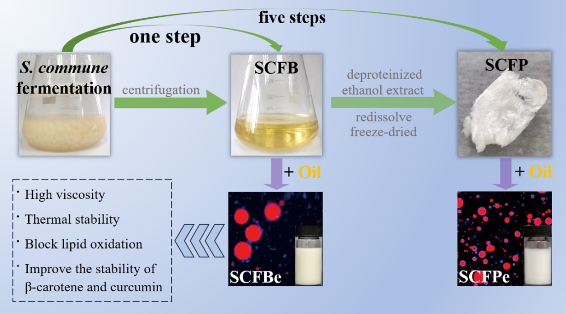 http://biotech.jiangnan.edu.cn/__local/A/49/6F/04E12F77890701F545DAA0622C0_AC723212_C59D6.png